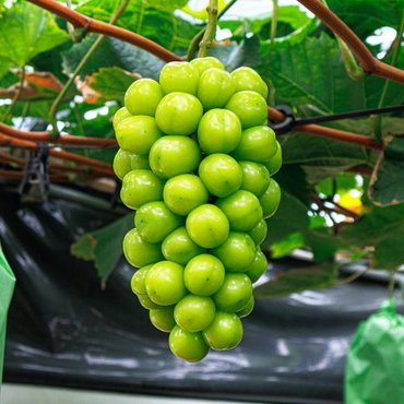 북극곰농수산 샤인머스캣 2입 (650g 이상×2), 고당도 프리미엄 청포도