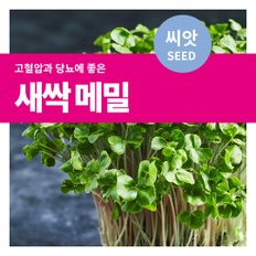 새싹채소 새싹 메밀 씨앗 30g