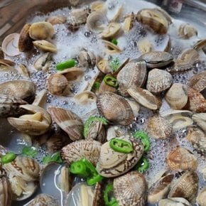 남해안 왕바지락 2kg