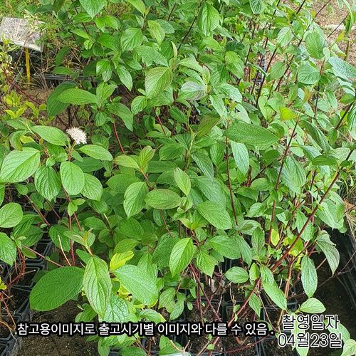 추가이미지1