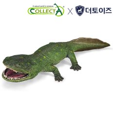 쿨라수쿠스 클리란디