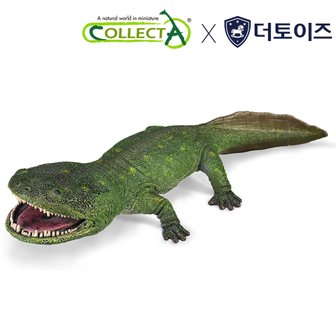 컬렉타 쿨라수쿠스 클리란디