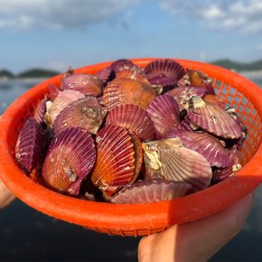 통영 홍가리비 3kg(50-75미 내외) 캠핑 조개 구이