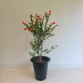 (온누리꽃농원) 꽃석류나무