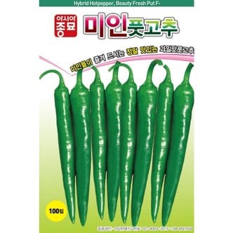 아시아종묘 고추씨앗종자 미인풋고추(100립)