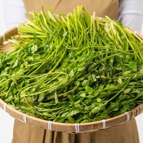 프레시 국내산 미나리 2kg