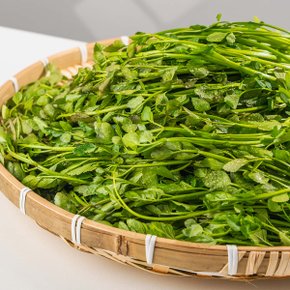 프레시 국내산 미나리 2kg