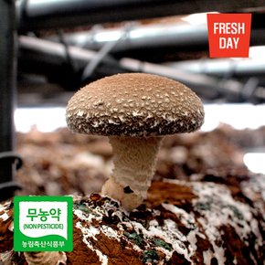 [09/09(월) 순차출고]정성담은 고창 생 표고버섯 선물세트 특호