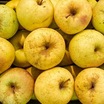  안동 시나노골드 사과 10kg내외 쥬스용/흠과/크기랜덤
