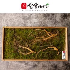 산삼이야기 15년근 3뿌리  산양삼 산삼 장뇌삼 부모님선물 지인선물 자연산 산지직송