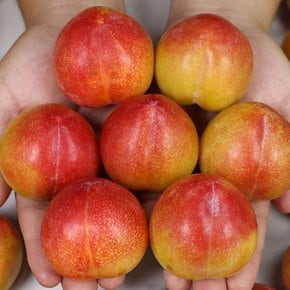 추희자두 실속 3kg(80g내외)