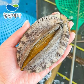 완도 활전복 대복 9-10미 1.5kg (약 14-15마리) (선물포장가능) 양식