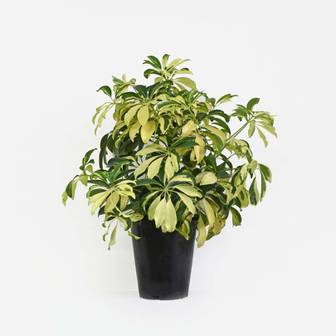마이플랜트 칼라 홍콩야자 식물 모종 중대형(50-60cm)