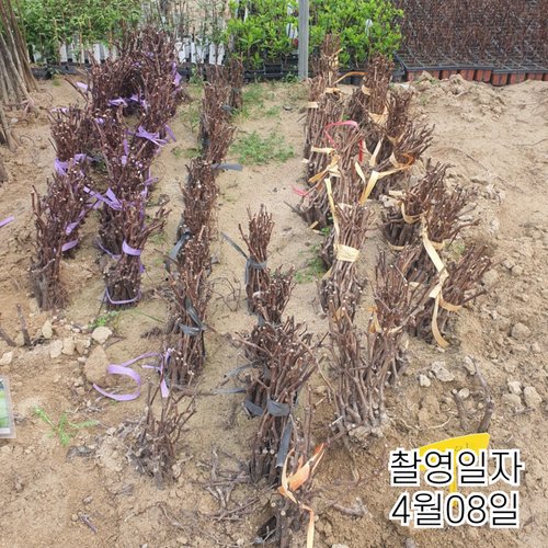 추가이미지