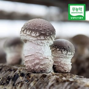 충북 증평에서 자란 무농약 송화고버섯 500g(파지)