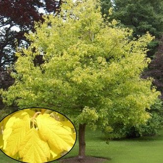 목하원예조경 [국내최저가] 신품종 단풍나무 묘목 황금잎 (네군도단풍) 접목1년특묘