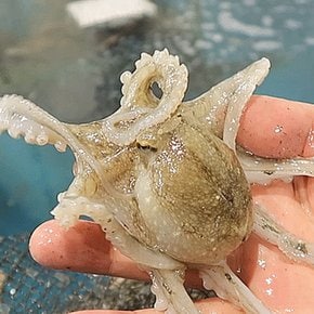 당일조업 서해안 제철 생물 활 쭈꾸미 1kg (kg당 8~12미내외)