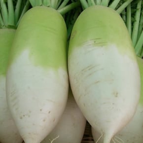 무 햇무 국내산무 조림용 250g 손질무 당일생산(냉동X) 간편야채
