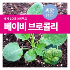 샐러드 채소 베이비 브로콜리 씨앗 10g