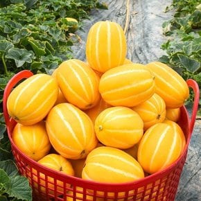 [유명산지] 성주 참외 3kg 일반 (중과/9-15과)