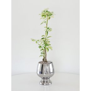 무늬홍콩야자 (Schefflera arboricola) nordic spade pot 4COLORS