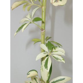 무늬홍콩야자 (Schefflera arboricola) nordic spade pot 4COLORS