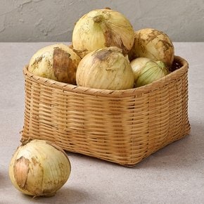 국내산 햇양파 10kg 특