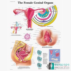 3B Scientific 산부인과 여성생식계 인체해부차트 VR1532 Female Organs 병원액자