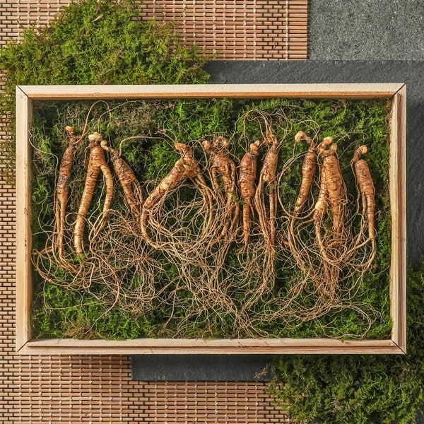 강원도 산이키운삼 7년근 진품 산양삼 10뿌리 세트