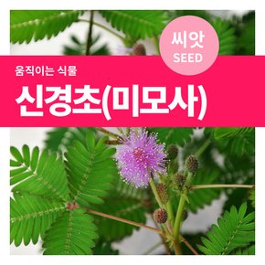 신경초 미모사 꽃씨 씨앗 1g