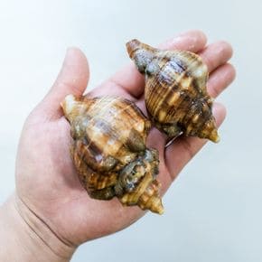 [오늘의바다] 삐뚤이소라 1kg[35025665]