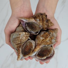 [오늘의바다] 삐뚤이소라 1kg[35025665]