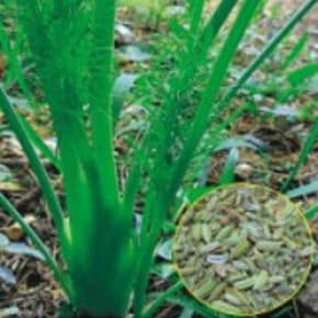 국산 산미나리 약용 차 종자 품종 식물 씨앗 400립