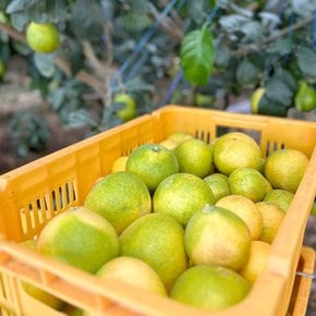 [실중량] 제주 하우스 황금향 4.5kg 선물세트