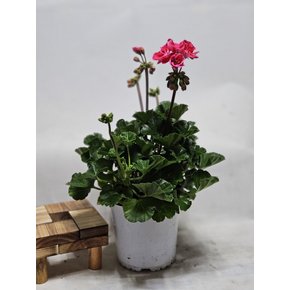포도밭 제라늄(중) 꽃 제라늄(랜덤) 공기정화식물 반려식