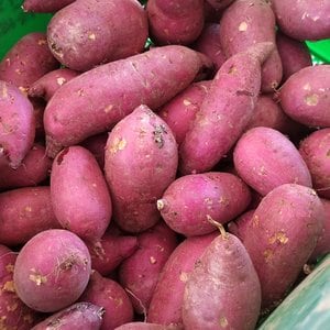 더조은푸드 [박대성님 생산] [더조은] 베니하루까 해남 꿀고구마 3kg 특상 (120-300g 내외)