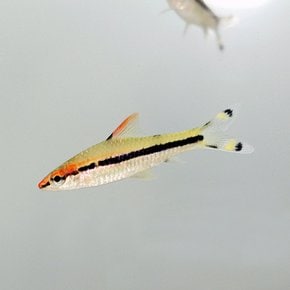 로즈라인 바브 (3cm 내외) 3마리