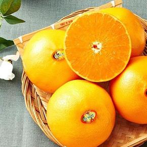 [대진작목반] 제주 천혜향 선물세트 3kg(8-10과) / 실중량