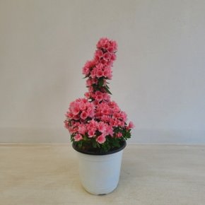(온누리꽃농원) 방울철쭉