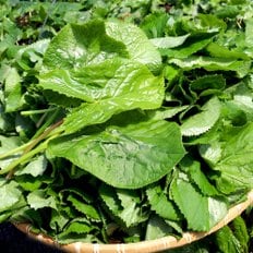 자연닮 강원도 양구 곰취(곤달비) 1kg / 무료배송 / 당일수확