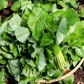 강원도 양구 곰취(곤달비) 1kg / 무료배송 / 당일수확