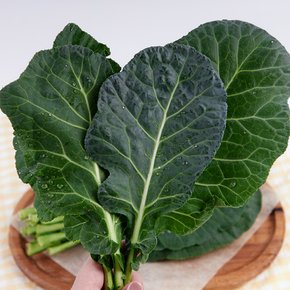 당일수확 신선한 쌈채소 케일 500g