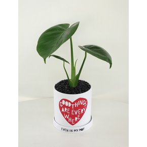 굿하트 - 레터링 팟 (10plants)