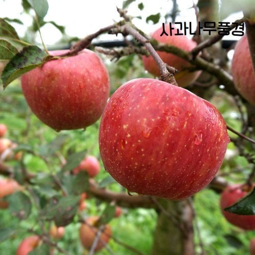 상품이미지2
