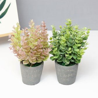 3. 미니 유칼립투스..