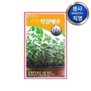 새싹 적양배추 씨앗 12g . 친환경 무소독 무농약 채소 수경 재배 씨 종자