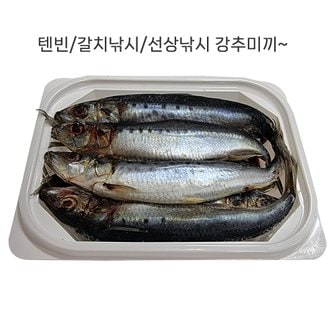  153무역 텐빈/갈치낚시/선상낚시 강추 미끼 정어리