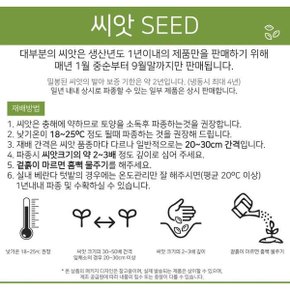 베하몰 텃밭 채소 씨앗 청강 로메인 상추