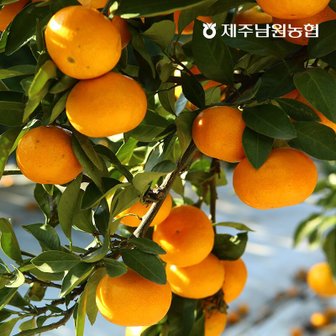 제주남원농협 제주 타이벡 노지감귤 대과 9kg (실중량)