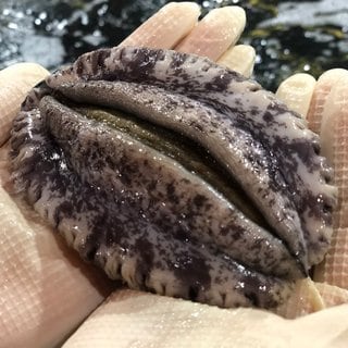 해신수산영어조합법인 [바로배송] [해신수산] 완도활전복 왕특특大 5-6미 1kg / 최고급 사이즈국내산(양식)